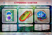 Стенды для кабинета биологии - «globural.ru» - Тверь