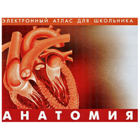 Анатомия. (Цифровой атлас школьника) - «globural.ru» - Тверь