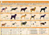 Комплект плакатов "Кинология" - «globural.ru» - Тверь