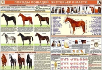 Комплект плакатов "Служебное коневодство" - «globural.ru» - Тверь