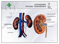 Стенд "Строение почки человека" - «globural.ru» - Тверь