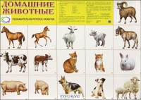 Демонстрационные карточки "Домашние животные" - «globural.ru» - Тверь
