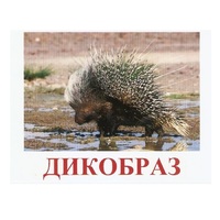 Карточки Домана "Дикие животные-3" - «globural.ru» - Тверь