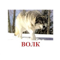 Карточки Домана "Дикие животные-1" - «globural.ru» - Тверь