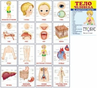 Раздаточные карточки "Тело человека" - «globural.ru» - Тверь