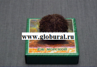 Сухой препарат "Еж морской" - «globural.ru» - Тверь