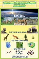 Стенд "Уровни организации живого" - «globural.ru» - Тверь