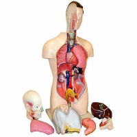 Торс человека разборный (42 см.) - «globural.ru» - Тверь