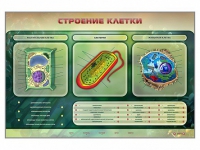 Электрифицированный стенд "Строение клетки" с маркерными полями - «globural.ru» - Тверь