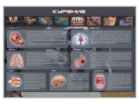 Стенд "Курение" (вариант 1) - «globural.ru» - Тверь