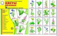 Демонстрационные карточки "Цветы полевые" - «globural.ru» - Тверь