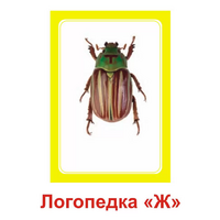 Логопедка "Ж" (логопедические карточки) - «globural.ru» - Тверь
