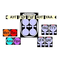 Модель-аппликация "Биосинтез белка" (ламинированная) - «globural.ru» - Тверь
