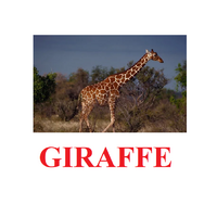 "Wild Animals-1" ("Дикие животные-1") английские карточки Домана - «globural.ru» - Тверь