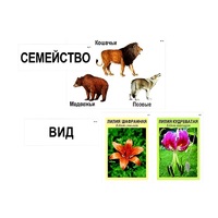 Модель-аппликация "Классификация растений и животных" (ламинированная) - «globural.ru» - Тверь