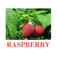 "Berries-1" ("Ягоды-1") английские карточки Домана - «globural.ru» - Тверь
