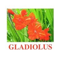 "Flowers-1" ("Цветы-1") английские карточки Домана - «globural.ru» - Тверь