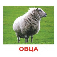.Карточки Домана "Домашние животные" - «globural.ru» - Тверь