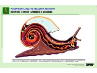 Рельефная таблица "Внутреннее строение брюхоногого моллюска" (формат А1, матовое ламинир.) - «globural.ru» - Тверь