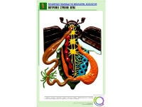 Рельефная таблица "Внутреннее строение жука" (формат А1, матовое ламинир.) - «globural.ru» - Тверь