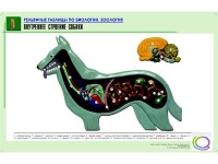 Рельефная таблица "Внутреннее строение собаки" (формат А1, матовое ламинир.) - «globural.ru» - Тверь