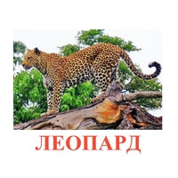Карточки Домана "Дикие животные-2" - «globural.ru» - Тверь