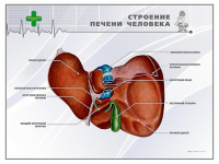 Стенд "Строение печени человека" - «globural.ru» - Тверь
