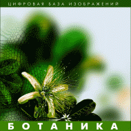 Ботаника. (Цифровая база изображений) - «globural.ru» - Тверь