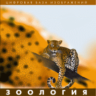Зоология. (Цифровая база изображений) - «globural.ru» - Тверь