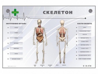 Электрифицированный стенд-тренажер "Скелетон" - «globural.ru» - Тверь