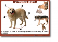 Ознакомление с окружающим миром. 1-4 класс. Комплект таблиц. Наглядные пособия для начальной школы, учебные пособия - «globural.ru» - Тверь