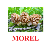 "Mushrooms" ("Грибы") английские карточки Домана - «globural.ru» - Тверь