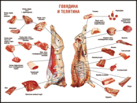 Правила разделки мясных туш "Говядина и телятина" 1000*1400 винил - «globural.ru» - Тверь