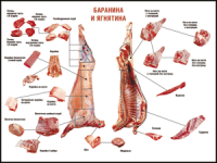 Правила разделки мясных туш "Баранина и ягнятина" 1000*1400 винил - «globural.ru» - Тверь