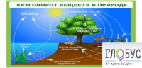 Стенд "Круговорот веществ" - «globural.ru» - Тверь