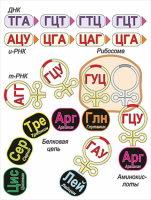 Модель-аппликация Биосинтез белка - «globural.ru» - Тверь