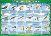 Таблица Птицы России из  4 листов в комплекте 1000*1400 винил	 - «globural.ru» - Тверь