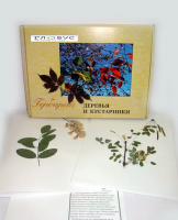 Гербарий Деревья и кустарники (20 видов) - «globural.ru» - Тверь