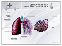 Стенд "Дыхательная система человека" - «globural.ru» - Тверь