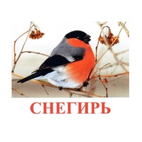 Карточки Домана "Птицы-1" - «globural.ru» - Тверь
