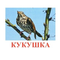 Карточки Домана "Птицы-3" - «globural.ru» - Тверь