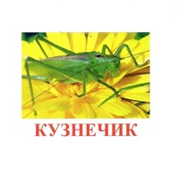 Карточки Домана "Насекомые" - «globural.ru» - Тверь