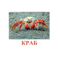Карточки Домана "Подводный мир" - «globural.ru» - Тверь