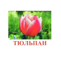 Карточки Домана "Цветы-1" - «globural.ru» - Тверь