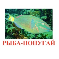Карточки Домана "Рыбы" - «globural.ru» - Тверь