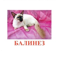 Карточки Домана "Породы кошек" - «globural.ru» - Тверь