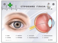 Интерактивный стенд "Строение глаза" - «globural.ru» - Тверь