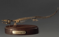 Модель скелета мозазавра Mosasaurus - «globural.ru» - Тверь