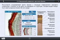 Интерактивные курсы. Биология 5 класс. Расширенный - «globural.ru» - Тверь