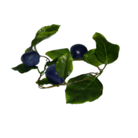 Ветка муляжей "Слива" - «globural.ru» - Тверь